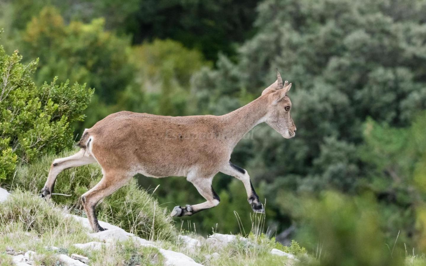 Casa Rural Parc Natural Dels Ports Alfara de Carles エクステリア 写真